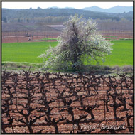 Amandier et vignes en provence