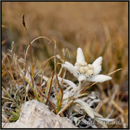 Edelweiss