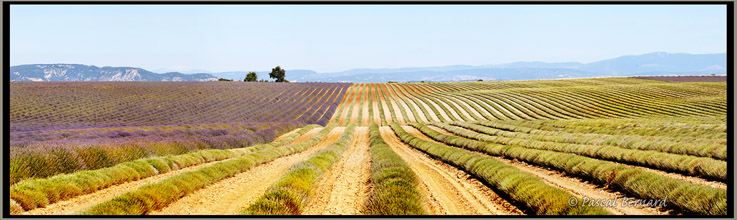 Plateau de Valensole