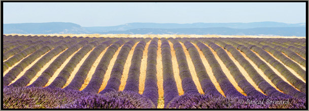 Pateau de Valensole