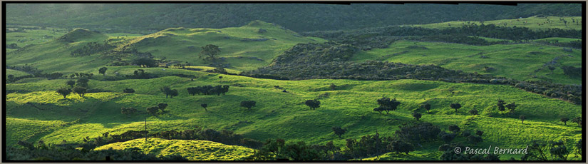 La Plaine des Cafres