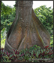 Guadeloupe