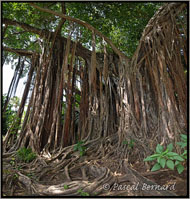 Guadeloupe